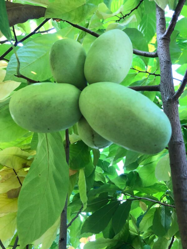 PawPaws - Image 3