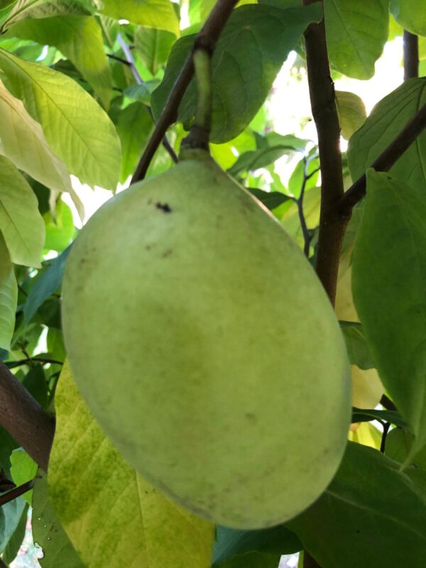 PawPaws